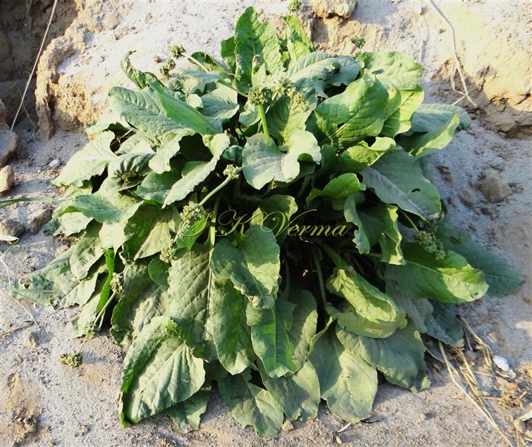  Plant with basal leaves and inflorescences